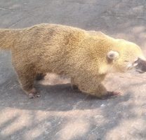 img26
